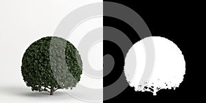 3d illustration of Carmona microphylla bush isolated on white and its mask