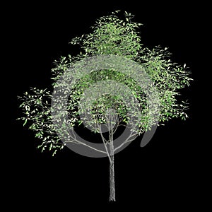 3d illustration of Carya ovata tree isolated on black background