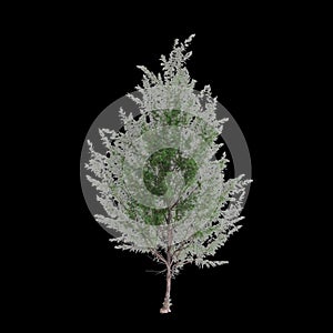 3d illustration of Casuarina equisetifolia tree isolated on black background