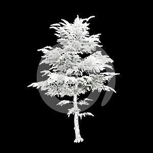 3d illustration of Cedrus libani snow covered tree isolated on black background