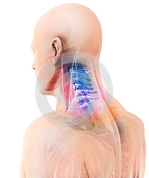 3D illustration of Cervical Spine, medical concept.