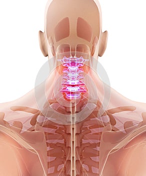 3D illustration of Cervical Spine, medical concept.