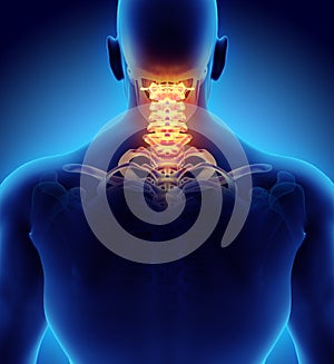 3D illustration of Cervical Spine, medical concept.