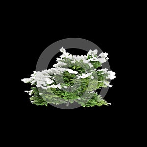 3d illustration of Chamaecyparis obtusa snow covered bush isolated on black background