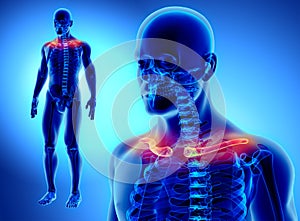 3D illustration of Clavicle, medical concept.