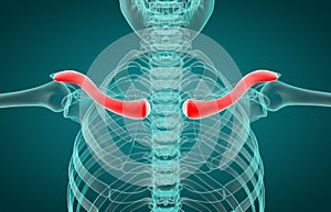 3D illustration of Clavicle, medical concept