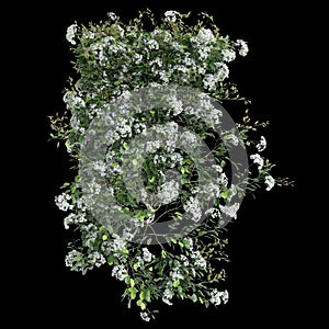 3d illustration of Clematis Terniflora creeper isolated on black background