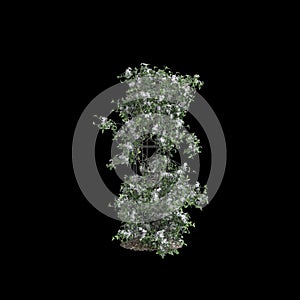 3d illustration of Clematis terniflora tree isolated on black background