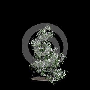 3d illustration of Clematis terniflora tree isolated on black background