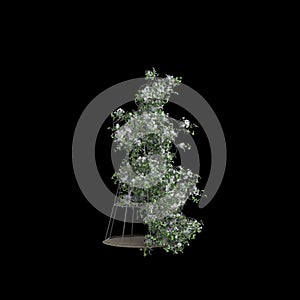 3d illustration of Clematis terniflora tree isolated on black background