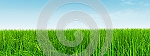 3D illustration of a conceptual green, fresh and natural grass field or lawn