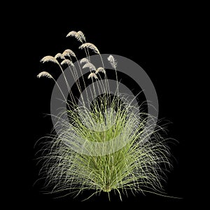 3d illustration of Cortaderia richardii grass isolated on black background