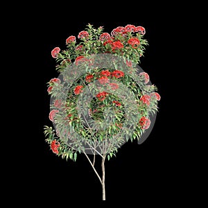 3d illustration of Corymbia ficifolia tree isolated on black background