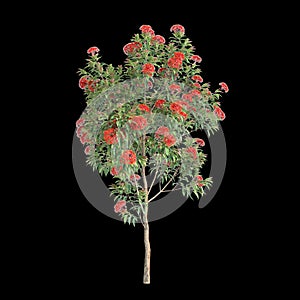 3d illustration of Corymbia ficifolia tree isolated on black background