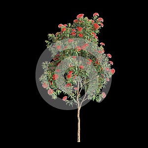 3d illustration of Corymbia ficifolia tree isolated on black background