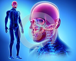 3D illustration of Cranium, medical concept.