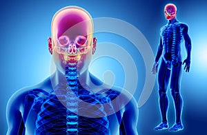 3D illustration of Cranium, medical concept.