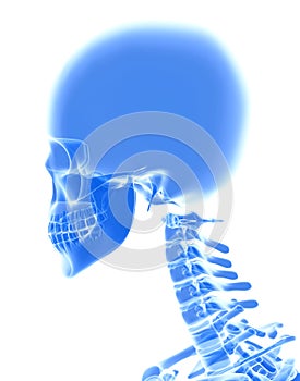 3D illustration of Cranium, medical concept.