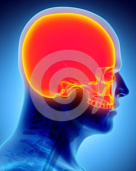 3D illustration of Cranium, medical concept.