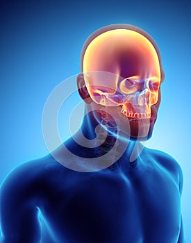 3D illustration of Cranium, medical concept.