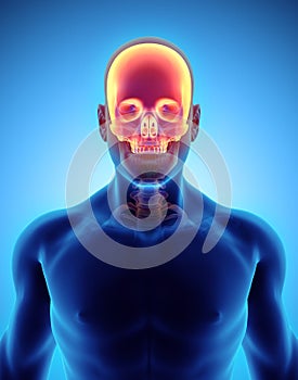 3D illustration of Cranium, medical concept.