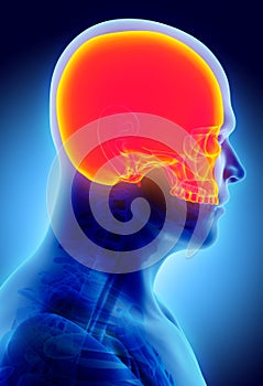 3D illustration of Cranium, medical concept.