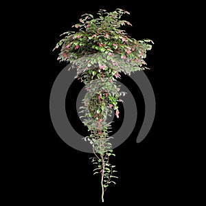 3d illustration of creep plant Cobaea scandens isolated on black background