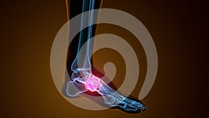 3d illustration of cuneiform bones anatomy with circulatory system