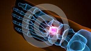 3d illustration of cuneiform bones anatomy with circulatory system