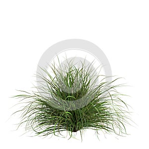 3d illustration of cymbopogon citratus grass isolated on white background