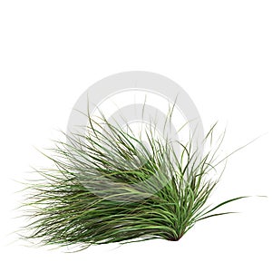 3d illustration of cymbopogon citratus grass isolated on white background