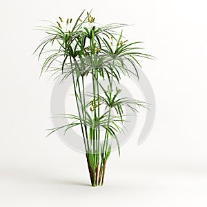 3d illustration of cyperus alternifolius isolated on white background