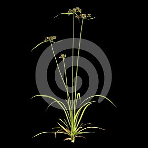 3d illustration of cyperus difformis plant isolated on black background