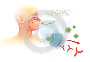 3d illustration depicting the mechanism of allergy in the respiratory system and orl.