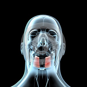 3d illustration of the depressor anguli oris muscles anatomical position on xray body