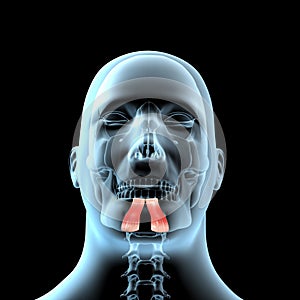 3d illustration of the depressor labii inferioris muscles anatomical position on  xray body