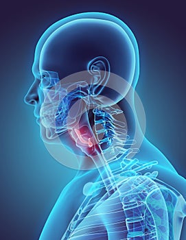 3D illustration of Epiglottis, medical concept.