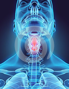 3D illustration of Epiglottis, medical concept.