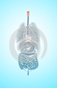 3D illustration of Epiglottis, medical concept.