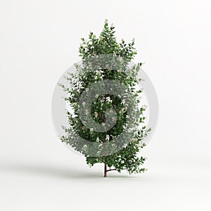 3d illustration of Escallonia iveyi bush isolated on white background