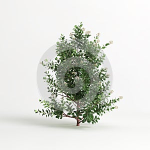 3d illustration of Escallonia iveyi bush isolated on white background