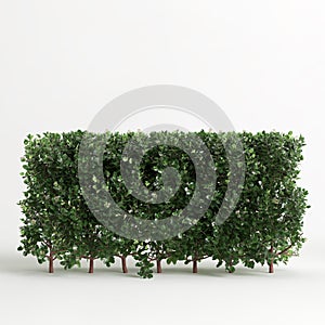 3d illustration of Escallonia iveyi bush isolated on white background