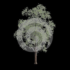 3d illustration of Eucalyptus globulus tree isolated on black background