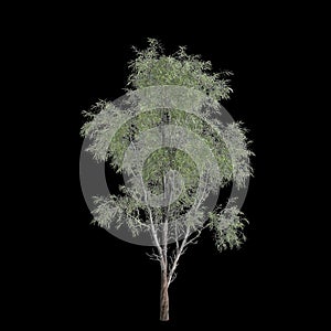 3d illustration of Eucalyptus globulus tree isolated on black background