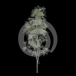 3d illustration of Eucalyptus globulus tree isolated on black background