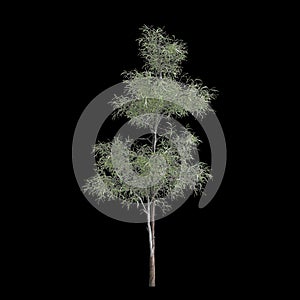 3d illustration of Eucalyptus globulus tree isolated on black background