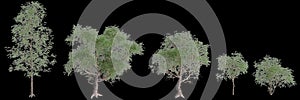 3d illustration of Eucalyptus ovata tree isolated on white background