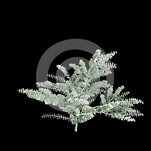 3d illustration of Eucalyptus pulverulenta tree isolated on black background