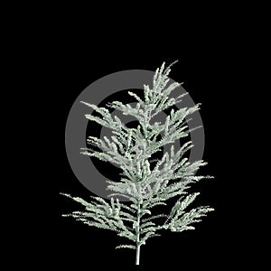 3d illustration of Eucalyptus pulverulenta tree isolated on black background