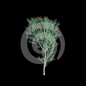 3d illustration of Euphorbia tirucalli tree isolated on black background